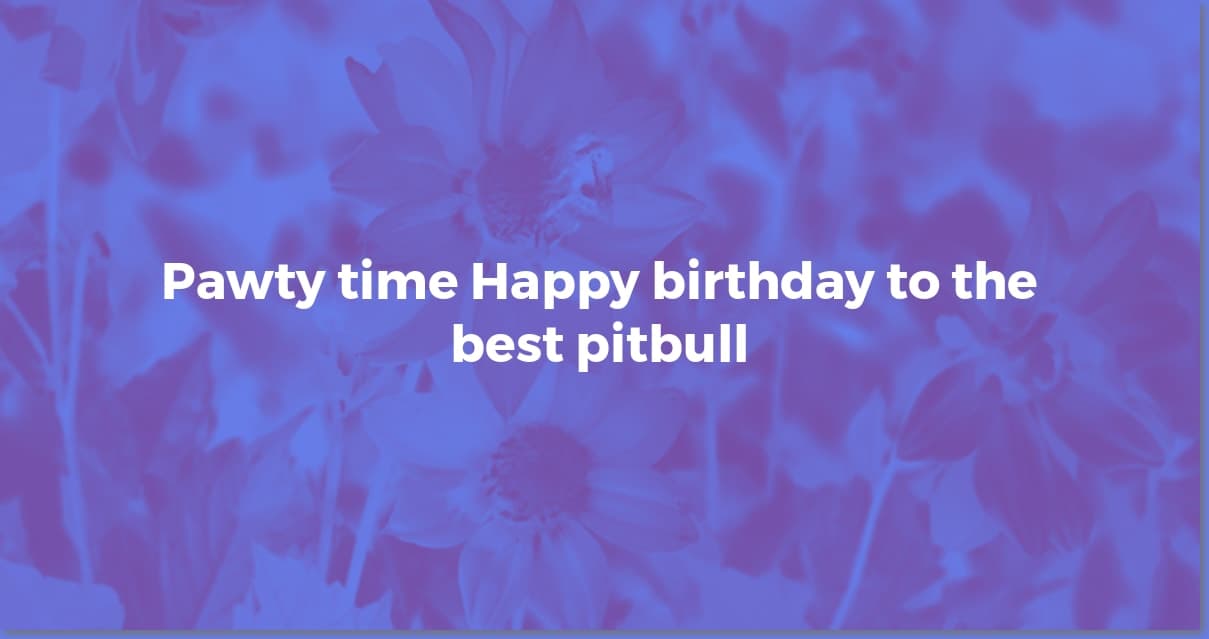 Pitbull Birthday Bash: Party Ideas & Safe Fun!
